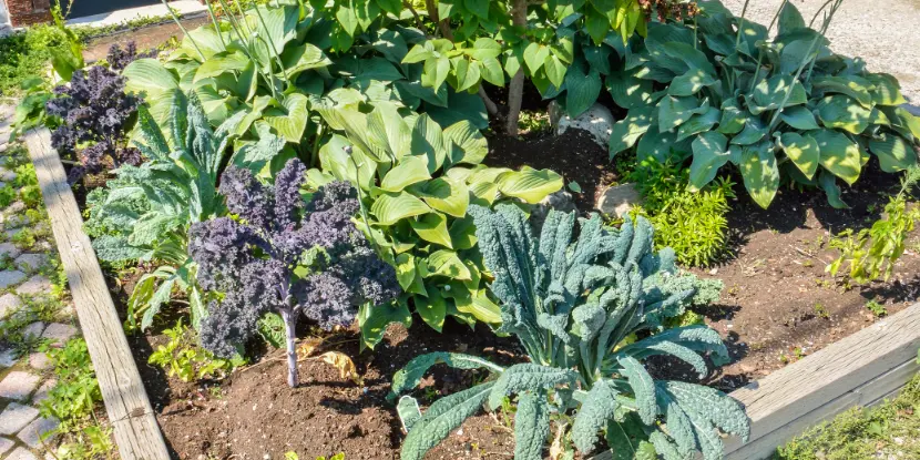 Varieties of kale grown in a raised be alongside companion plants