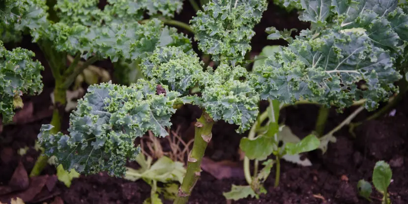 Closeup of kale leaves growing from a central stalk