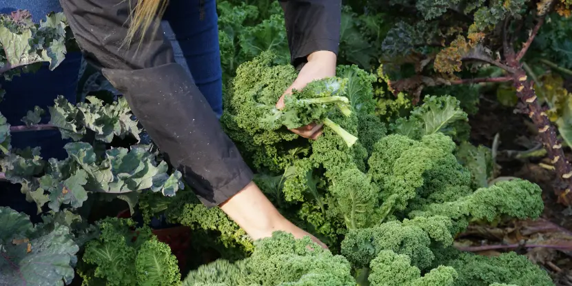 Harvesting kale in the fall