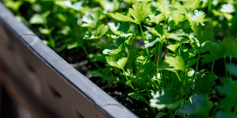 Parsley growing in a large container
