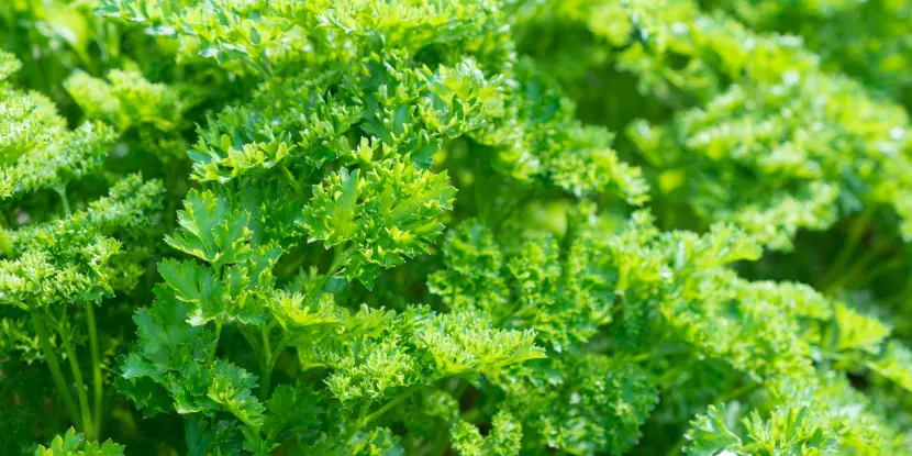 A close-up of curly parsley leaves