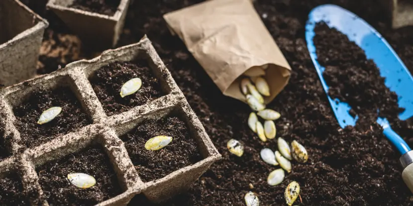 Planting seeds in containers for indoor germination