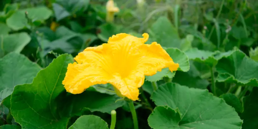 A female pumpkin flower on the vine