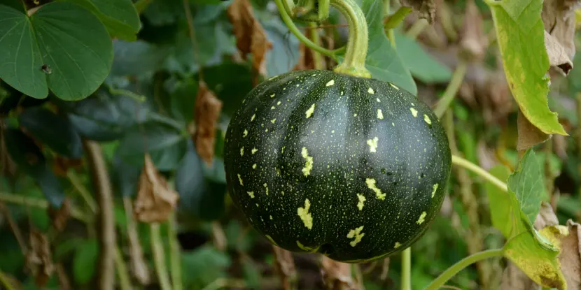 A young pumpkin ready to be supported with a sling