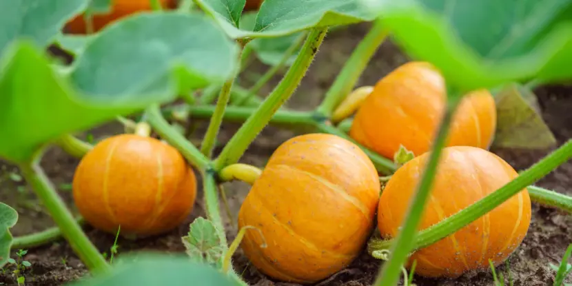 A cluster of pumpkins mid-growth in the patch