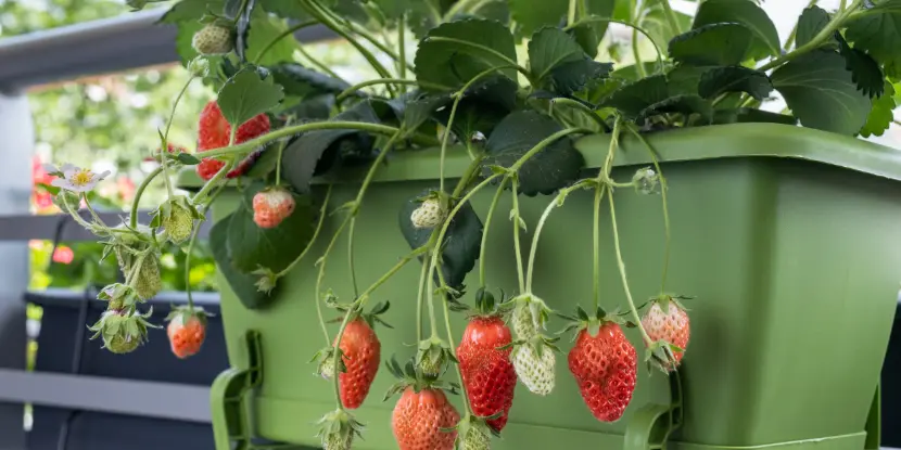 Container-grown strawberries