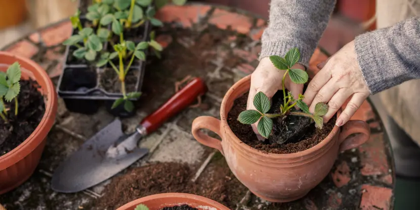 Planting a strawberry plant in a clay pot