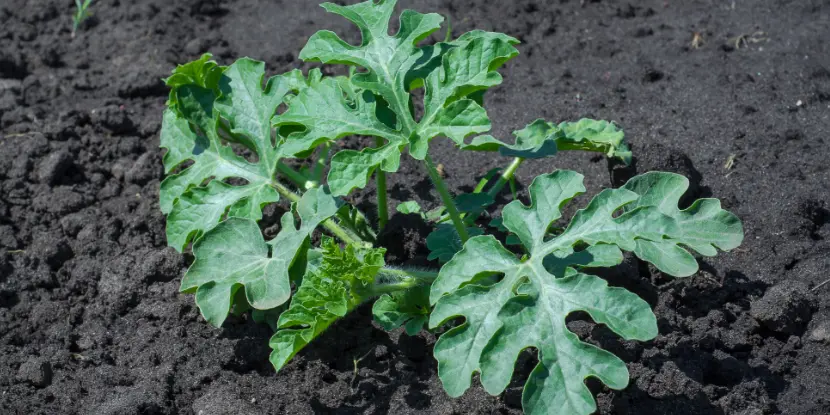 A young watermelon plant in the garden