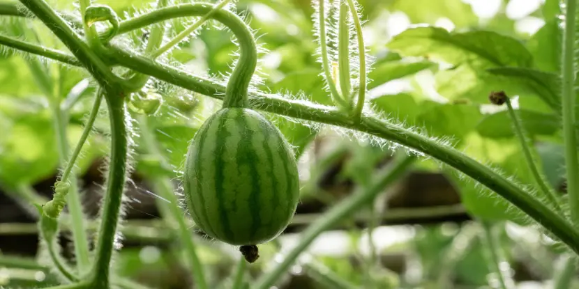 A young watermelon on the vine