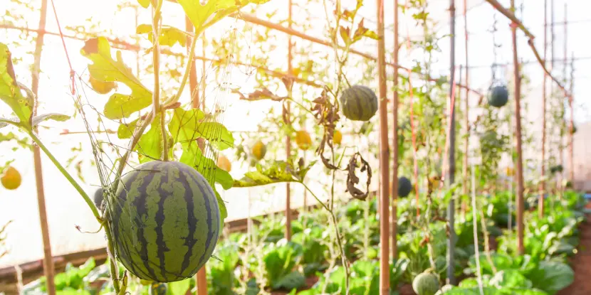 Greenhouse watermelons supported by netting