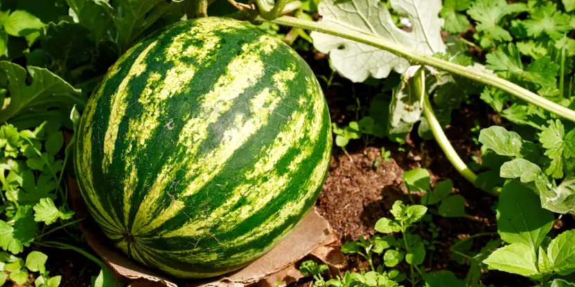 A ripe watermelon ready for harvest