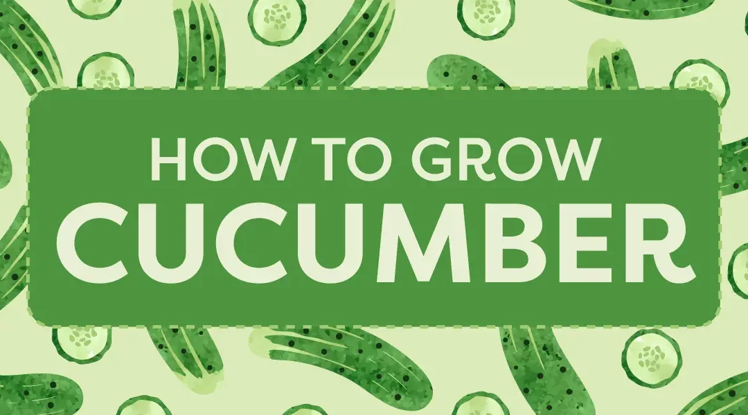 Plot to Plate: How to Grow Cucumbers with the Freshest Flavor