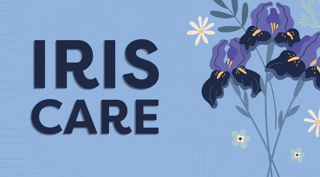 Iris Plant Care for Fabulous Flowers