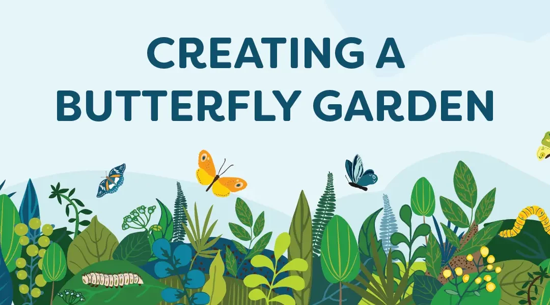 How to Make a Butterfly Garden in Your Back Yard: Plants & Practices