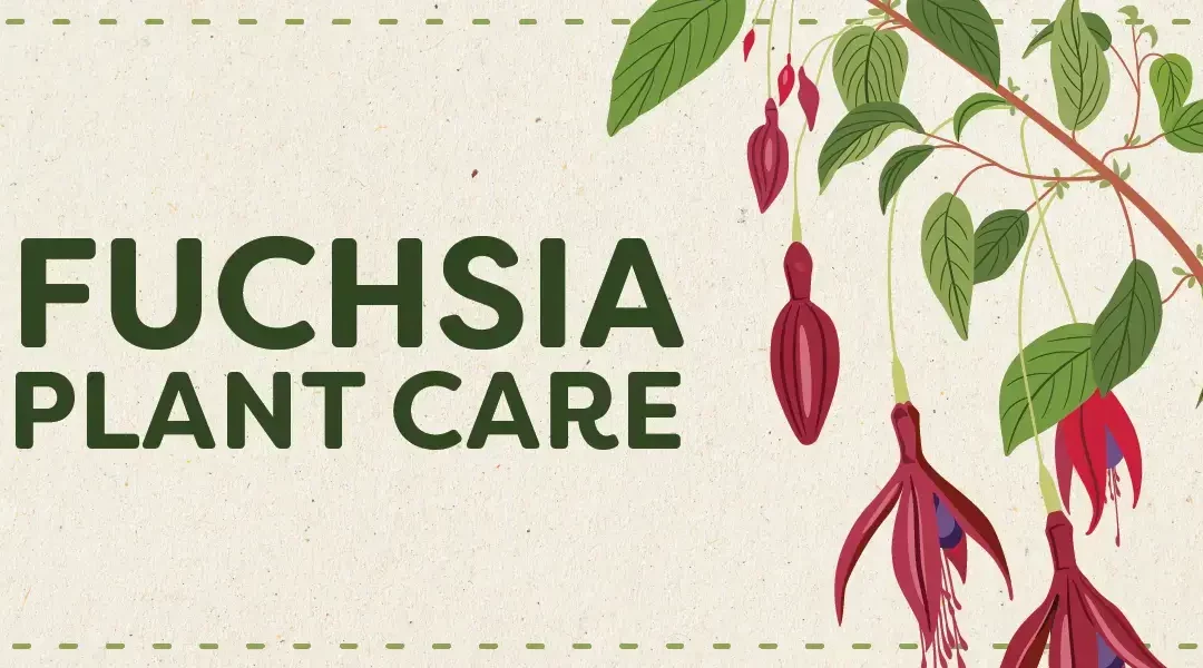 Fuchsia Plant Care for Bodacious Blooms