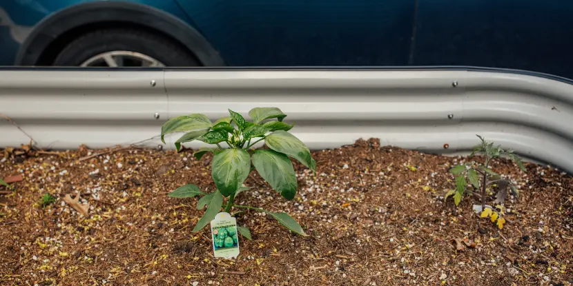 A newly transplanted bell pepper seedling