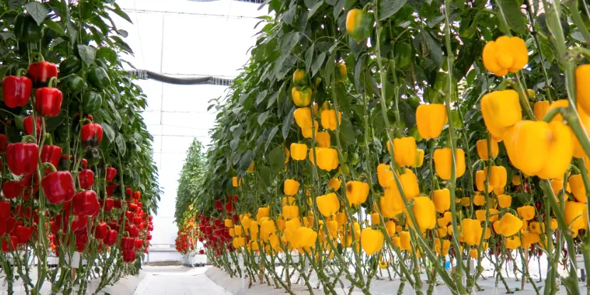 Red and yellow bell peppers growing in a greenhouse