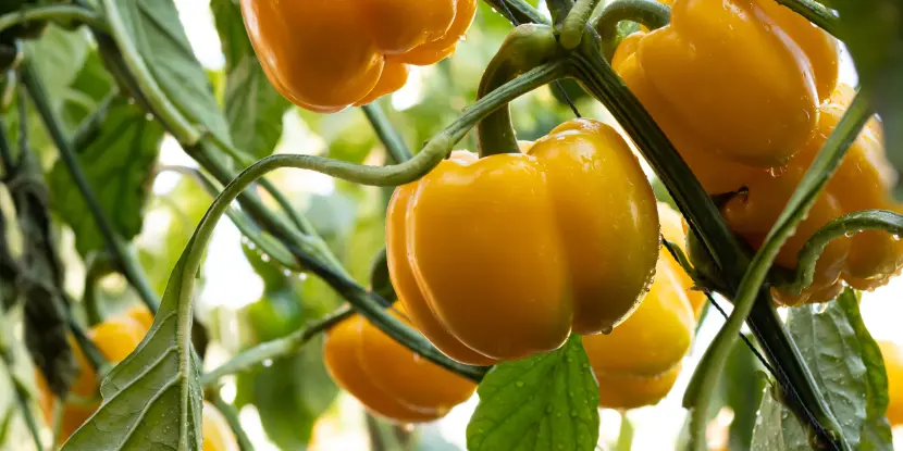 Ripe yellow peppers ready for harvest