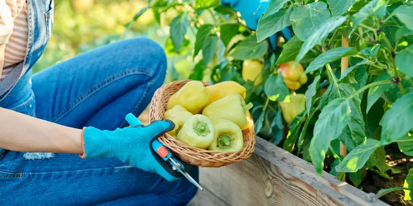 Yellow bell peppers harvested from a raised garden