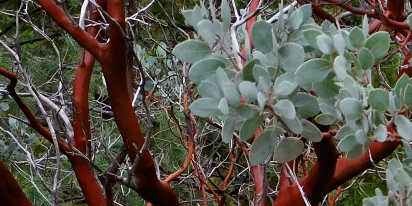 Manzanita is a striking but drought-tolerant plant that offers cover for butterflies