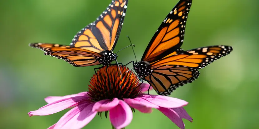 Two monarch butterflies feeding on a pink cone flower