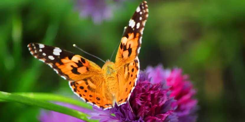 Close view of a painted lady butterfly