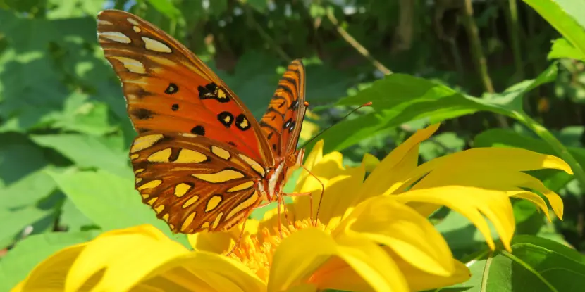 Beautiful Gulf Fritillary butterfly on yellow flower