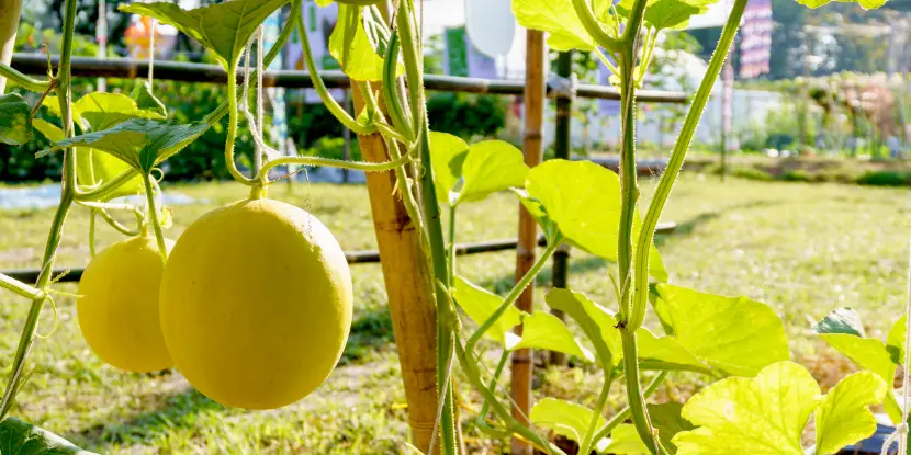 Yellow cantaloupes supported by a bamboo structure