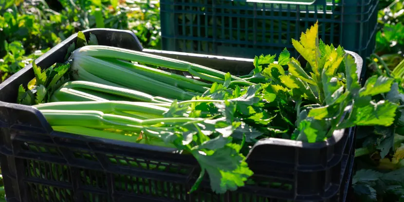 Freshly harvested celery plants