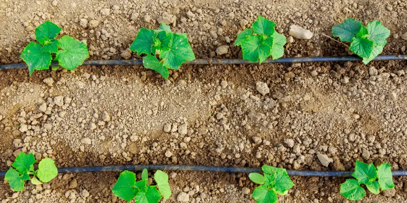A drip irrigation system watering young cucumber plants