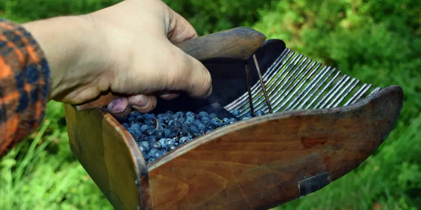 A berry comb with freshly harvested blueberries
