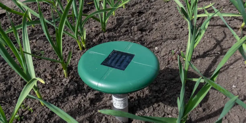 Ultrasonic, solar-powered repeller device in the soil in a vegetable bed