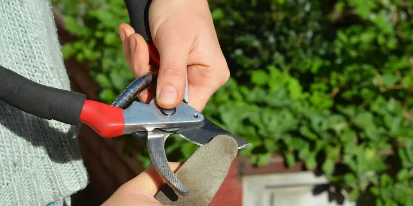 Sharpening garden shears with a whetstone