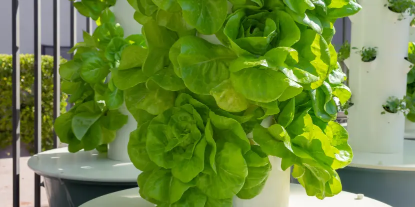 A vertical hydroponic garden for lettuce