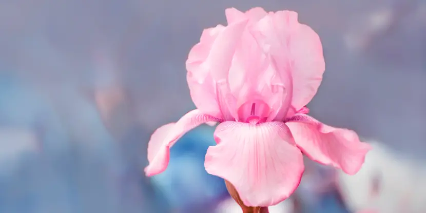 A gorgeous pink iris flower