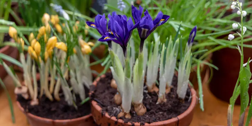 Container-grown miniature iris plants