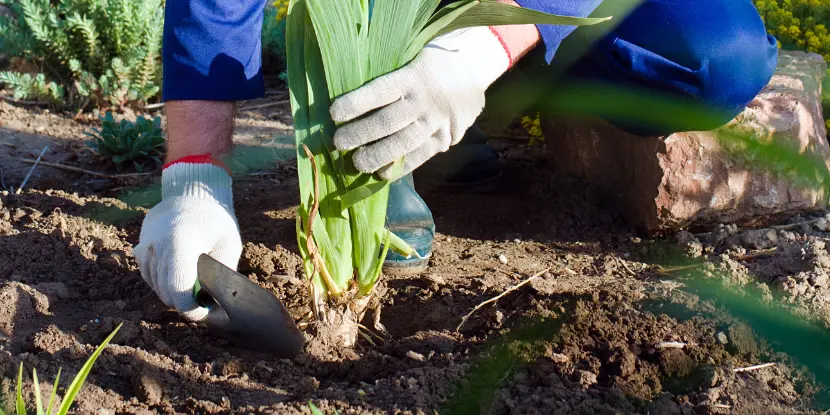 Transplanting an iris plant