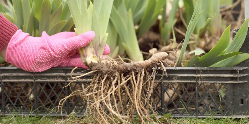 An iris rhizome with spring roots