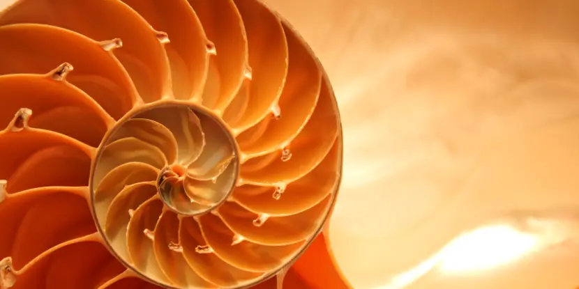 The exquisite beauty of a spiraling nautilus shell
