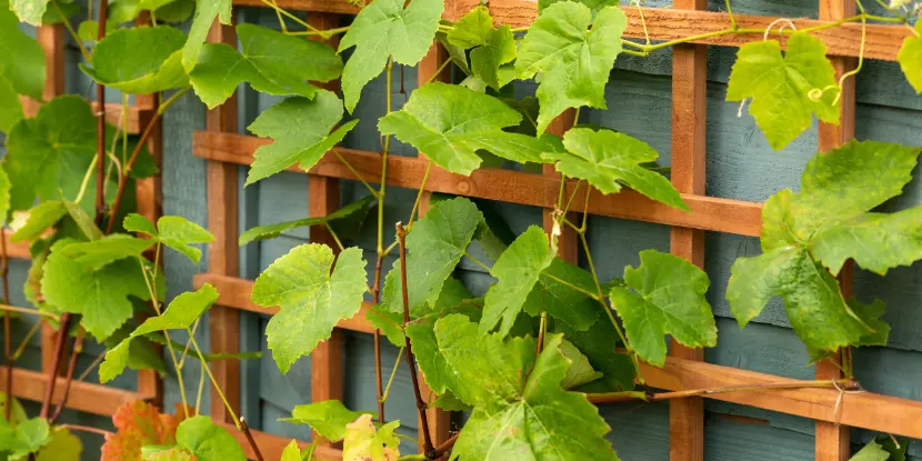 Grape vines climbing an all-wood wall trellis