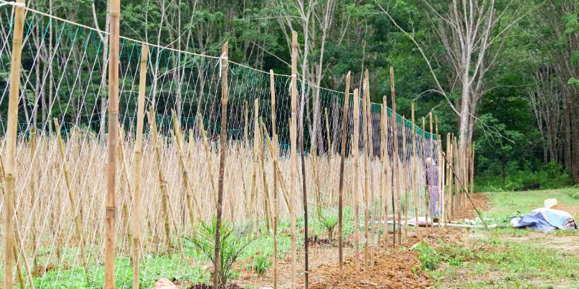 A bamboo trellis with netting in a field