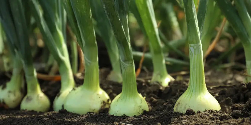 Onions pushing up through the soil