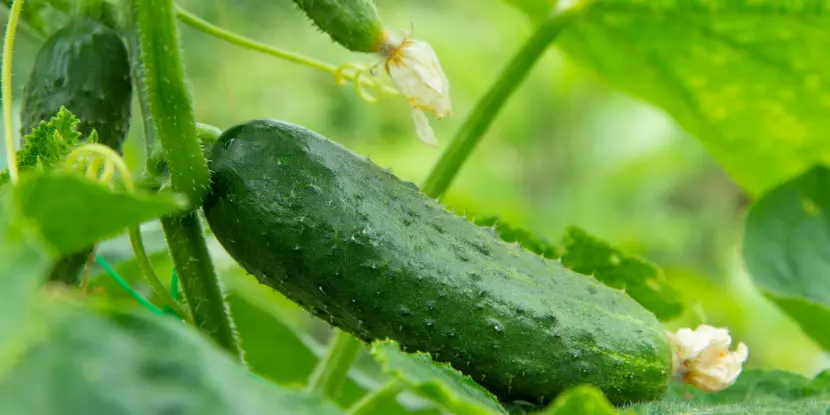 A cucumber ready for harvest