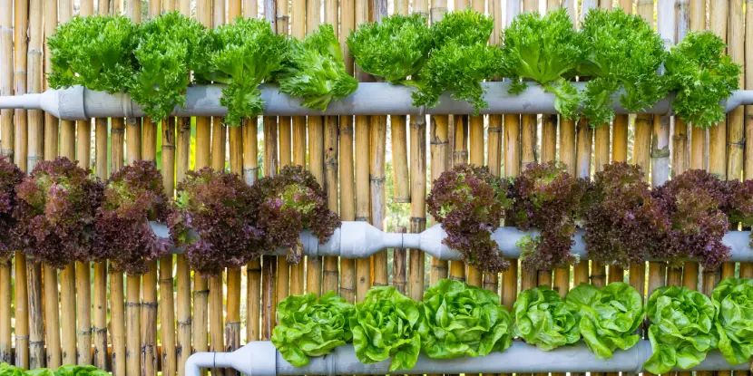 A hydroponic garden mounted on a bamboo fence
