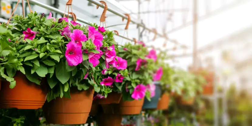 Hanging pots of flowers in a greenhouse