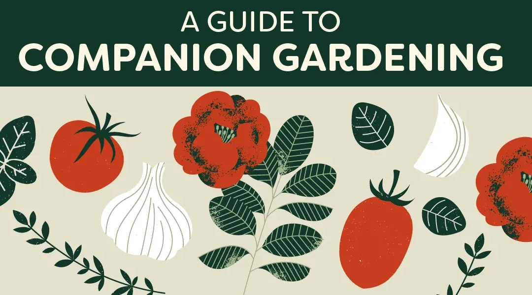 A Guide to Companion Gardening: How Does It Work? What Does It Do?