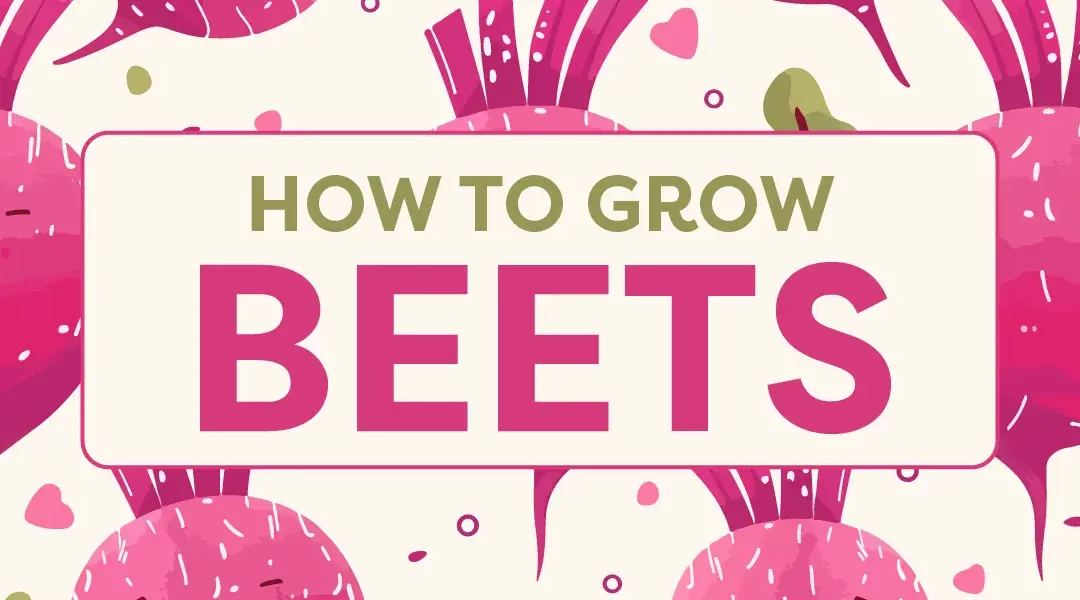 Growing Beets Your Kids Will Love (Honest!)