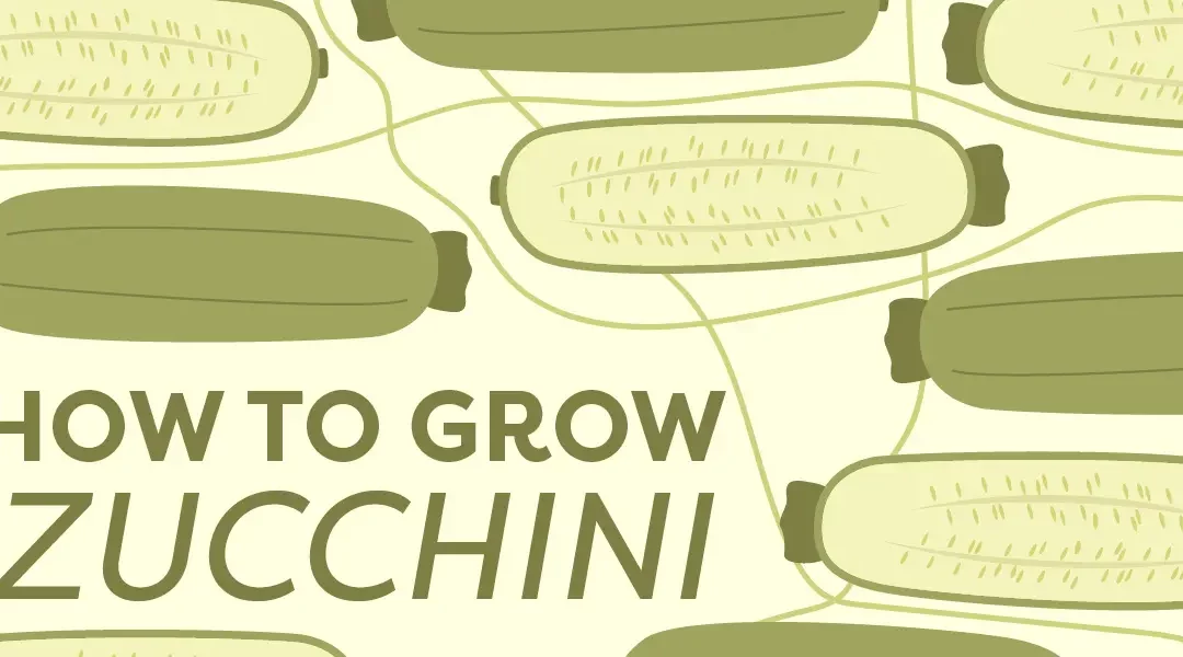 How to Grow Zucchini: Secrets to a High-volume Harvest