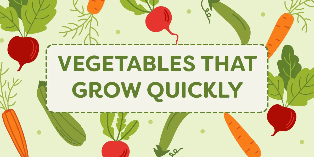 Vegetables That Grow Fast