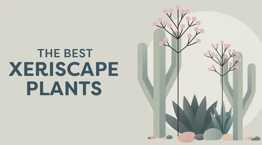 The Best Xeriscape Plants for Drought-Tolerant Landscaping